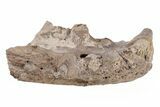 Monster Fish (Pachyrhizodus) Pre-Maxillary Bone - Kansas #218797-1